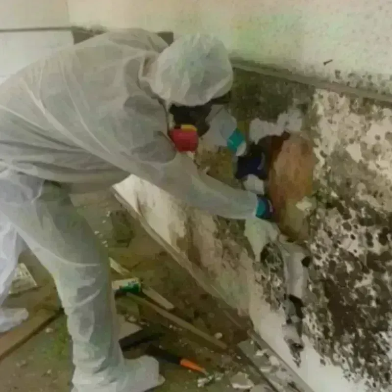 Mold Remediation and Removal in Occoquan, VA